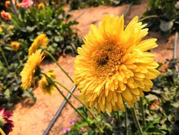 Close-up of insect on yellow flower