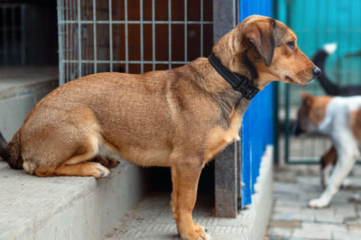 pet