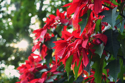 Close-up of red flowering plant