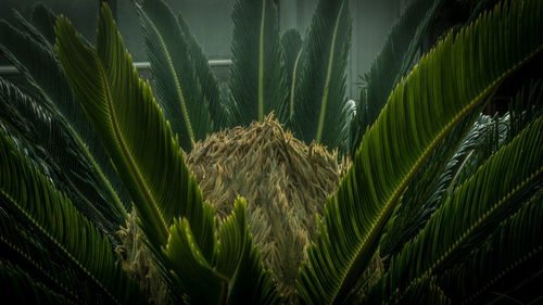 Close-up of palm tree