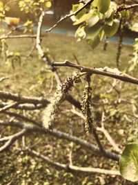 Close-up of leaves on branch