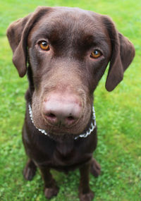 Close-up portrait of dog