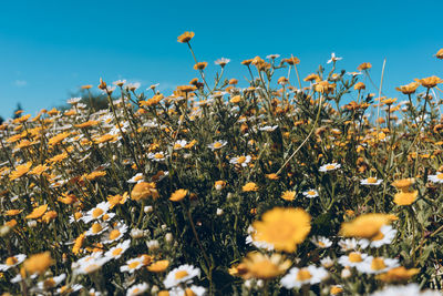 Close-up of yellow flowering plants