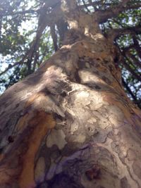 Low angle view of tree trunk