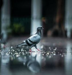 Bird perching on a city