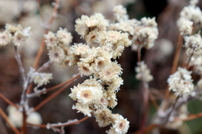 Close-up of white flowering plant