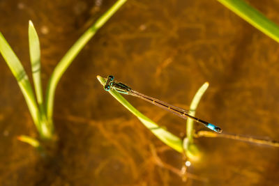 Close-up of dragonfly on plant