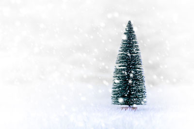 Close-up of snow covered tree on field during winter