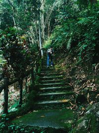 Staircase in forest