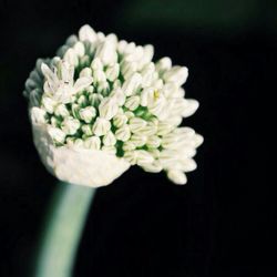 Close-up of white flowers against black background