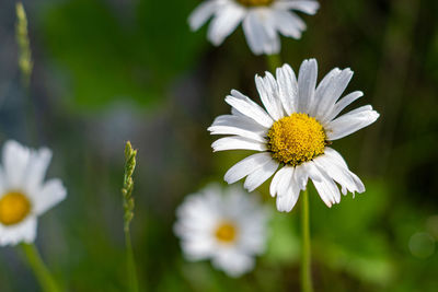 Close-up of white daisy