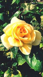 Close-up of yellow rose