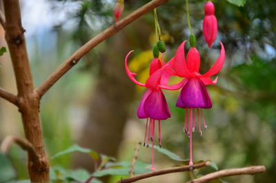 Close-up of pink flower blooming outdoors