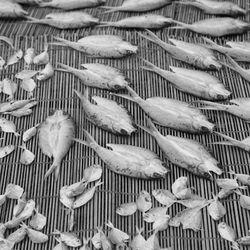 High angle view of birds in cage