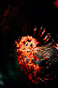 Close-up of flower against black background