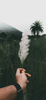 Midsection of person holding leaf on field against sky