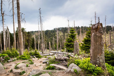 Panoramic view of pine trees in forest against sky