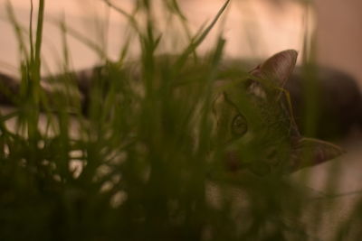 Close-up of lizard on grass