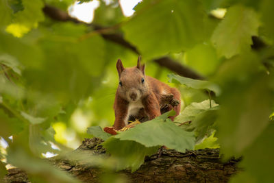 Close-up of a squirrel on tree