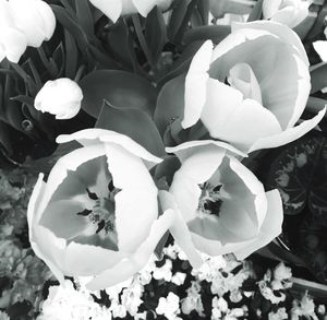 Close-up of flowers