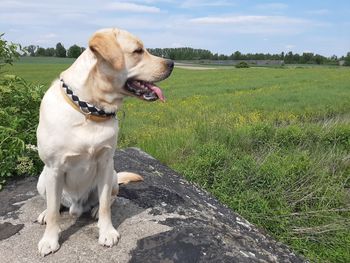 View of a dog on field