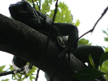 Low angle view of lizard on tree