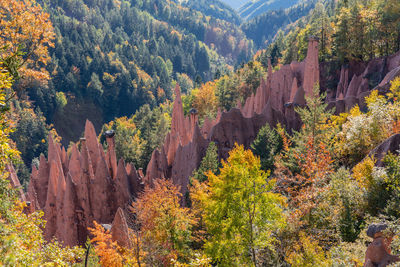 View of autumn trees on mountain