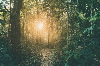 Close-up of plants against sky during sunset