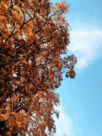 Low angle view of autumnal tree against blue sky