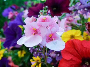 Close-up of pink flower