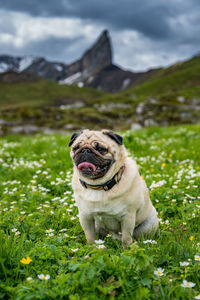 Portrait of a dog on field