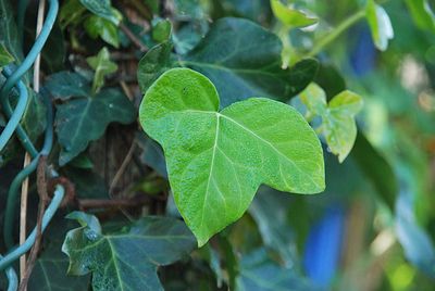 High angle view of plant