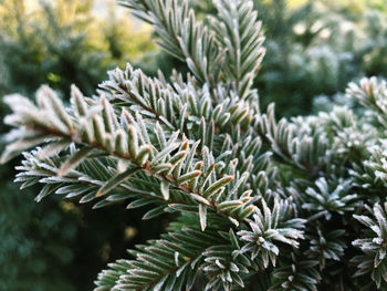 Close-up of pine tree