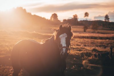 View of horse on field during sunset