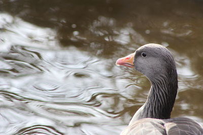 Close-up of greylag goose swimming on lake