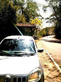 Close-up of car on tree