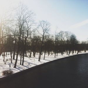 Bare trees against sky