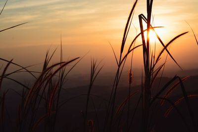 Close-up of plants against sky during sunset