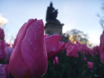 Close-up of flowers against the sky