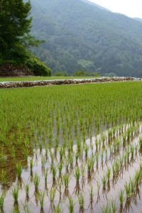 Scenic view of agricultural field