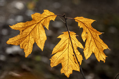 Close-up of maple leaves