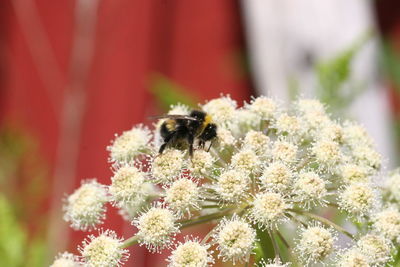 Close-up of bumblebee on flower