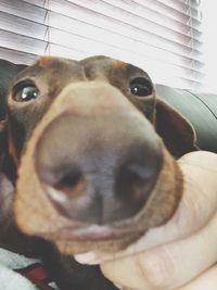 Portrait of dog at home