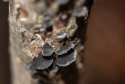 close-up