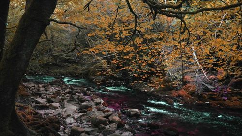 Stream flowing through trees in forest