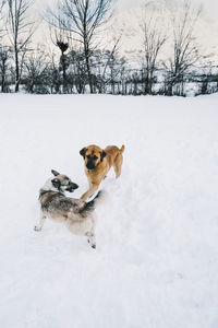 Dogs on snow covered land