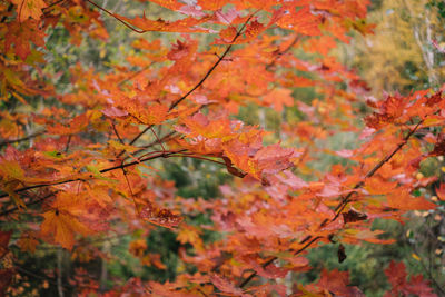 Close-up of maple leaves on tree during autumn