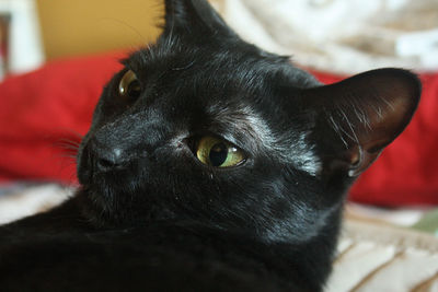 Close-up of black cat at home