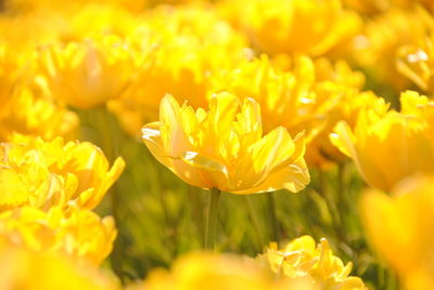 Close-up of yellow flowering plant on field