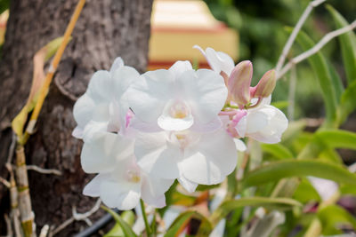 Close-up of white flowering plant